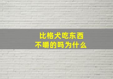 比格犬吃东西不嚼的吗为什么