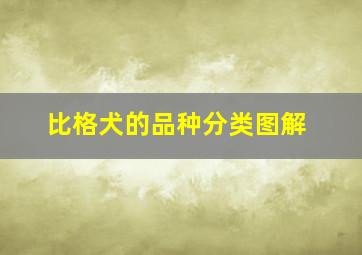 比格犬的品种分类图解