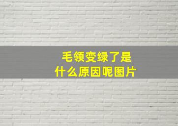 毛领变绿了是什么原因呢图片