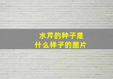 水芹的种子是什么样子的图片