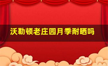 沃勒顿老庄园月季耐晒吗