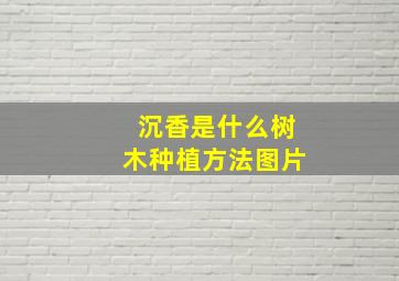 沉香是什么树木种植方法图片