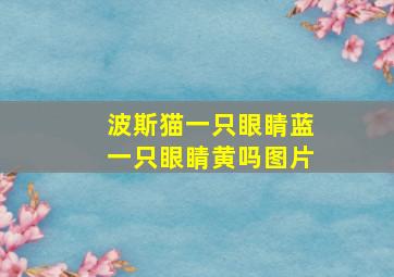 波斯猫一只眼睛蓝一只眼睛黄吗图片