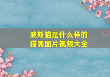 波斯猫是什么样的猫呢图片视频大全