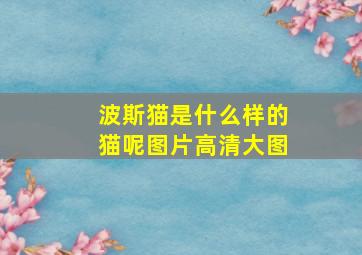 波斯猫是什么样的猫呢图片高清大图