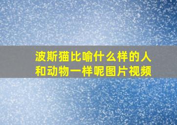 波斯猫比喻什么样的人和动物一样呢图片视频