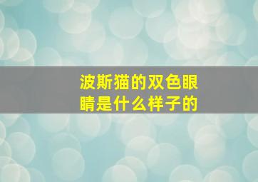 波斯猫的双色眼睛是什么样子的