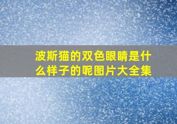 波斯猫的双色眼睛是什么样子的呢图片大全集