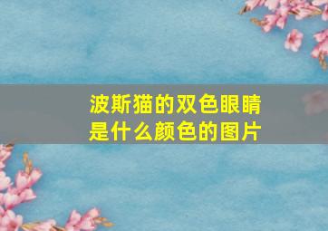 波斯猫的双色眼睛是什么颜色的图片