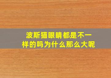 波斯猫眼睛都是不一样的吗为什么那么大呢