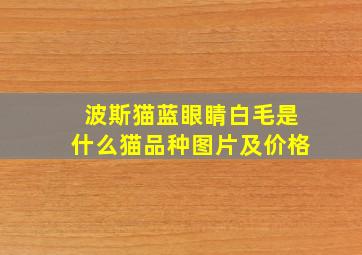 波斯猫蓝眼睛白毛是什么猫品种图片及价格