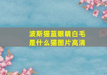 波斯猫蓝眼睛白毛是什么猫图片高清