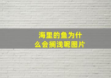 海里的鱼为什么会搁浅呢图片