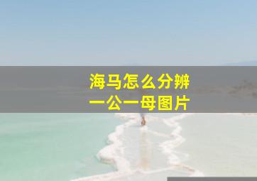 海马怎么分辨一公一母图片