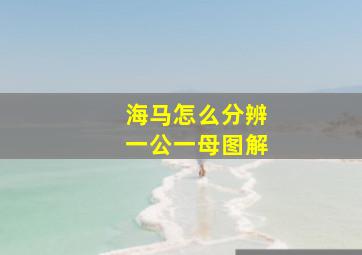 海马怎么分辨一公一母图解