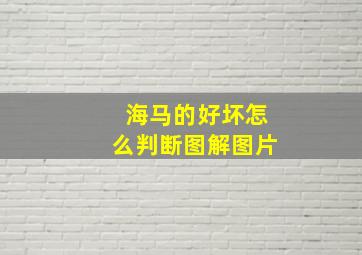 海马的好坏怎么判断图解图片