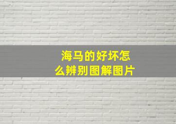 海马的好坏怎么辨别图解图片