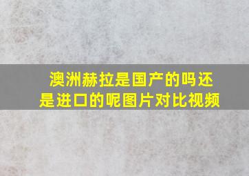 澳洲赫拉是国产的吗还是进口的呢图片对比视频