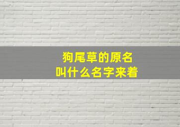 狗尾草的原名叫什么名字来着