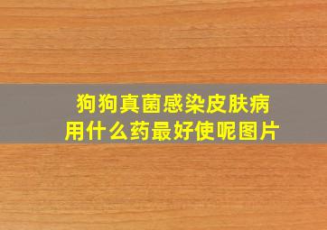 狗狗真菌感染皮肤病用什么药最好使呢图片