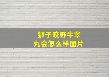 狮子咬野牛睾丸会怎么样图片