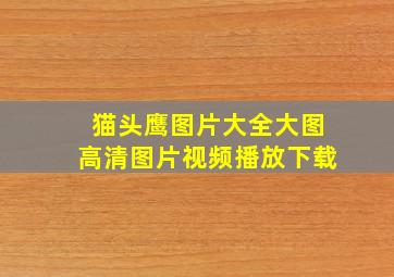 猫头鹰图片大全大图高清图片视频播放下载