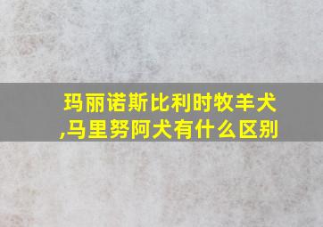 玛丽诺斯比利时牧羊犬,马里努阿犬有什么区别