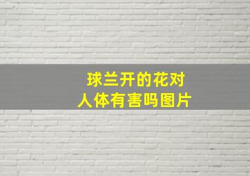 球兰开的花对人体有害吗图片