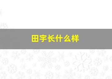 田宇长什么样