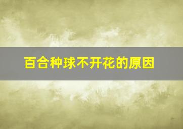 百合种球不开花的原因