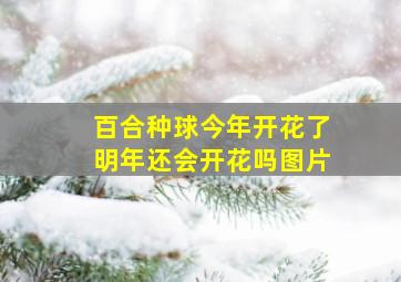 百合种球今年开花了明年还会开花吗图片