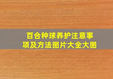 百合种球养护注意事项及方法图片大全大图