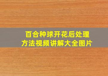 百合种球开花后处理方法视频讲解大全图片