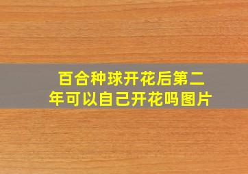 百合种球开花后第二年可以自己开花吗图片