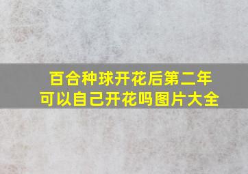 百合种球开花后第二年可以自己开花吗图片大全