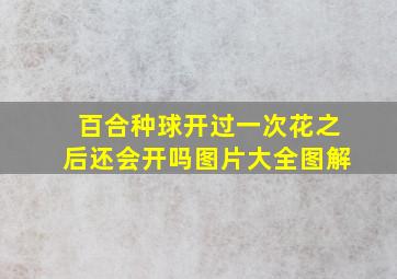 百合种球开过一次花之后还会开吗图片大全图解