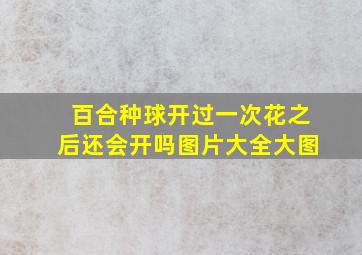 百合种球开过一次花之后还会开吗图片大全大图