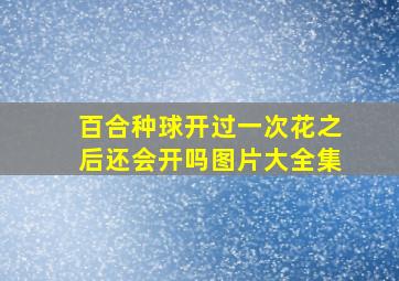 百合种球开过一次花之后还会开吗图片大全集