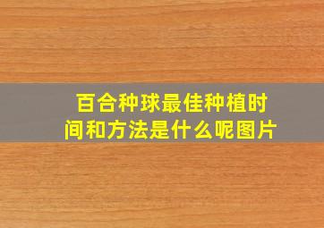 百合种球最佳种植时间和方法是什么呢图片