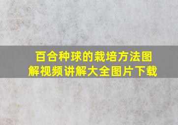 百合种球的栽培方法图解视频讲解大全图片下载