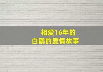 相爱16年的白鹳的爱情故事