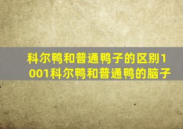 科尔鸭和普通鸭子的区别1001科尔鸭和普通鸭的脑子