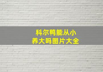 科尔鸭能从小养大吗图片大全