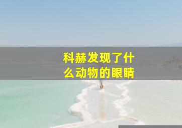 科赫发现了什么动物的眼睛