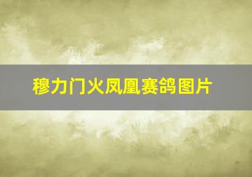 穆力门火凤凰赛鸽图片