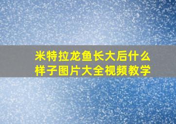 米特拉龙鱼长大后什么样子图片大全视频教学