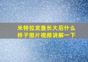 米特拉龙鱼长大后什么样子图片视频讲解一下