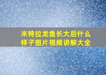 米特拉龙鱼长大后什么样子图片视频讲解大全