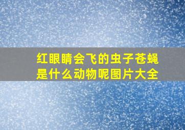 红眼睛会飞的虫子苍蝇是什么动物呢图片大全