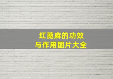 红蓖麻的功效与作用图片大全